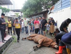 Humanis dan Peduli, Kapolsek Kemayoran Pimpin Langsung Pemotongan Hewan Qurban