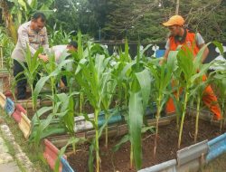 Polsek Cempaka Putih Lakukan Pemeliharaan Tanaman Jagung Tahap II di Lahan Ketahanan Pangan