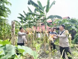 Polisi Cek Lahan Ketahanan Pangan di Gunung Sahari Utara, Jagung Siap Panen
