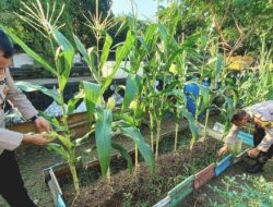 Wujudkan Ketahanan Pangan, Polsek Cempaka Putih Lanjutkan Pemeliharaan Tanaman Jagung Tahap II
