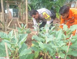 Bhabinkamtibmas Pegangsaan Rawat Jagung di Lahan Ketahanan Pangan Lapangan Borobudur