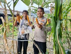 Polsek Sawah Besar Panen Jagung di Lahan Ketahanan Pangan, Hasil Dibagikan ke Warga