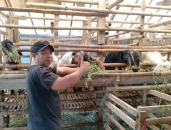 Kandang SBF Bojong Koneng Siap kan Pemilihan Hewan Qurban Sehat Hadapi Idul Adha*
