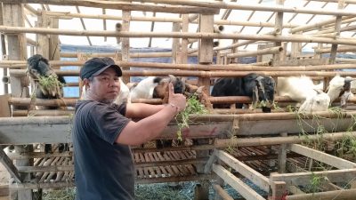 Kandang SBF Bojong Koneng Siap kan Pemilihan Hewan Qurban Sehat Hadapi Idul Adha*